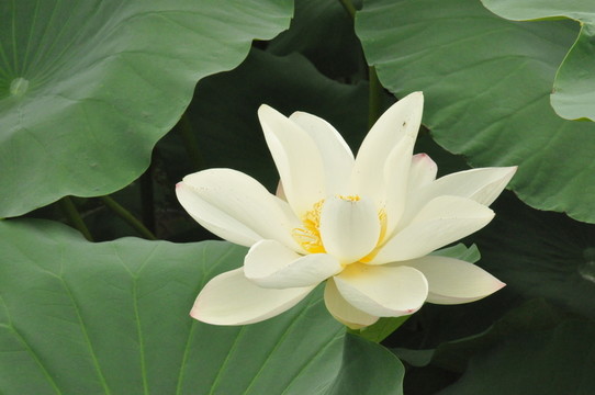 初夏白蓮花