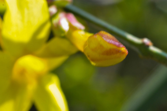 迎春花