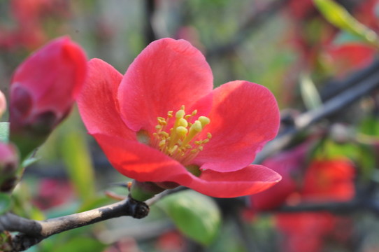海棠花