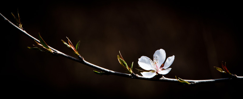 春天盛開(kāi)的花
