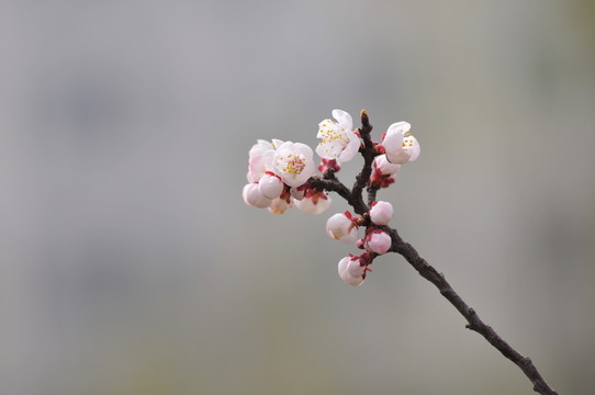 梅花