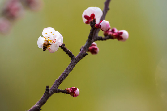 梅花