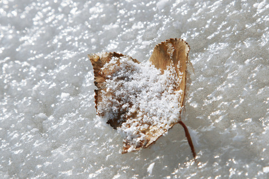 冰雪 晶瑩 落葉