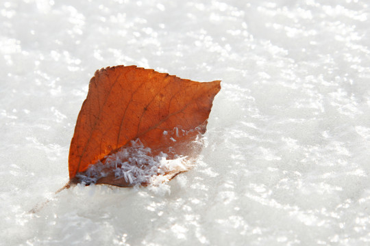 冰雪 晶瑩 落葉