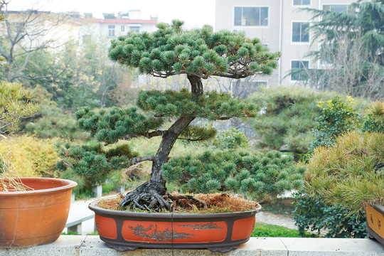 盆景