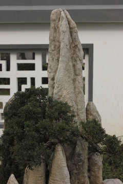 盆景