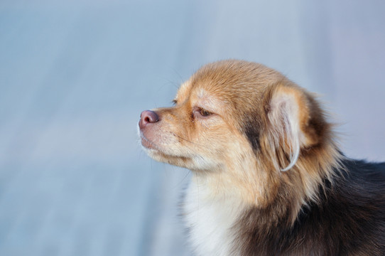 狗