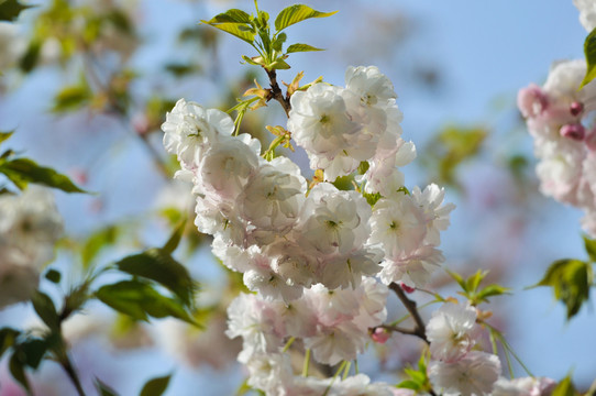 櫻花