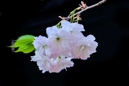 櫻花