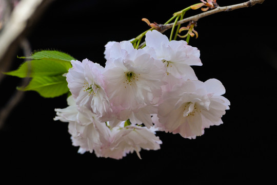 櫻花