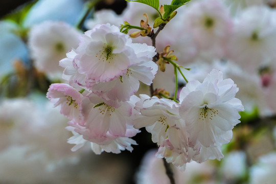 櫻花