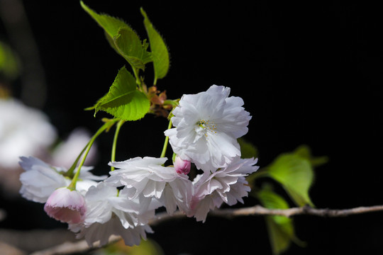櫻花