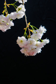 櫻花