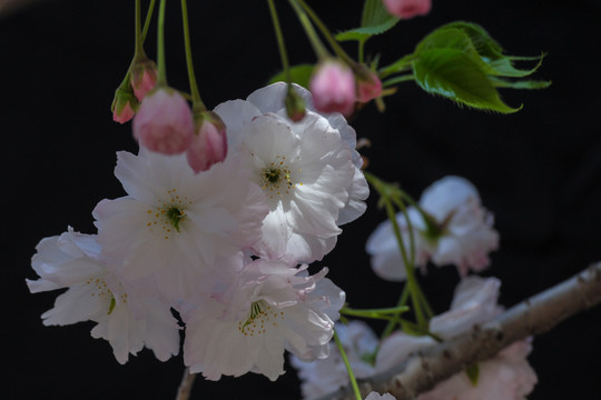 櫻花