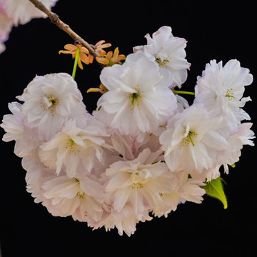 櫻花