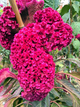 雞冠花