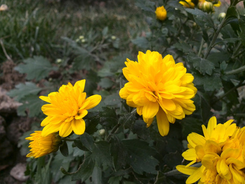 菊花