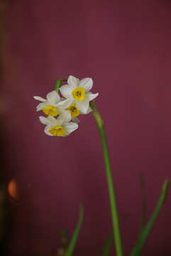 水仙花