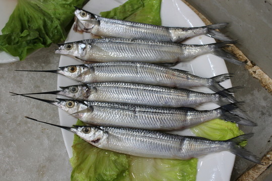 小劍魚