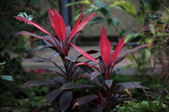 紅葉朱蕉