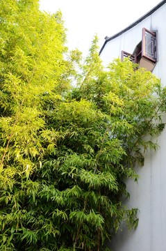 竹林小樓