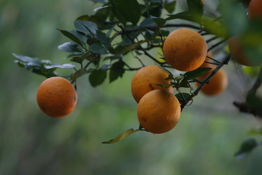 黃果