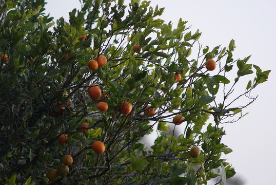 果滿枝頭
