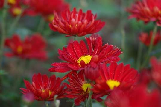 紅花