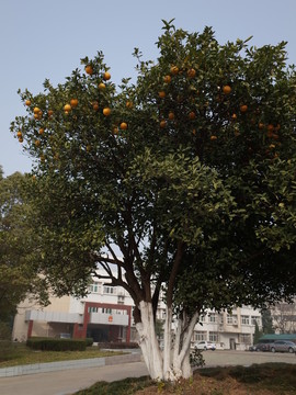 橘子樹