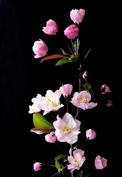 海棠花