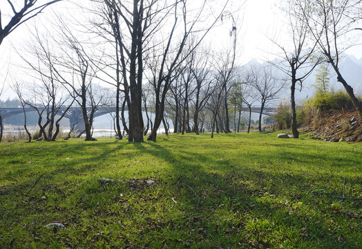 樹林