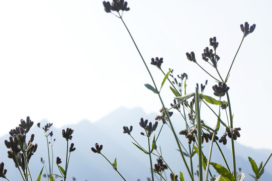 馬鞭草