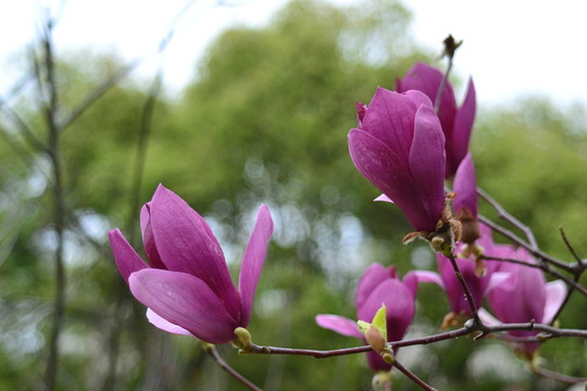 木筆花