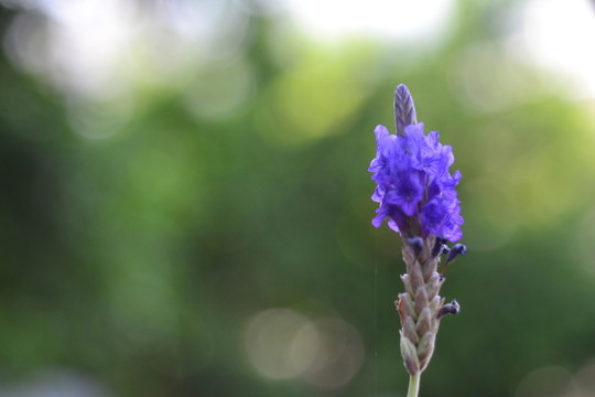 薰衣草