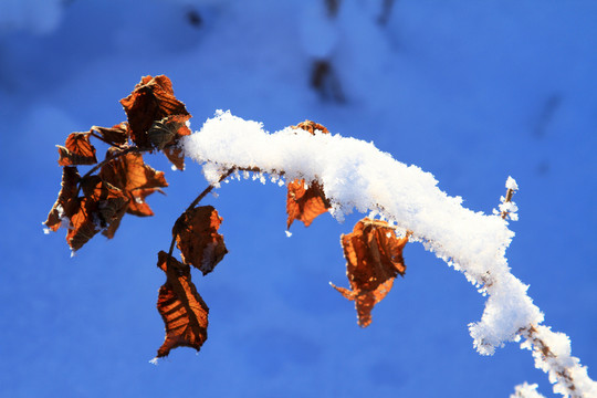 枯葉之雪