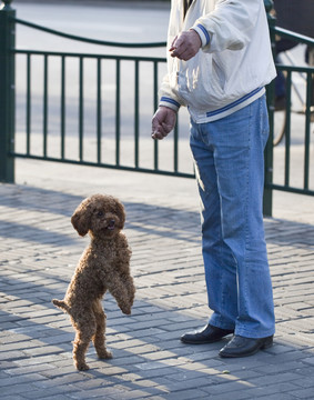 寵物犬 狗 訓狗 泰迪犬 可愛