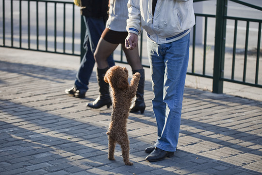 寵物犬 狗 訓狗 泰迪犬 可愛