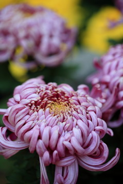 菊花
