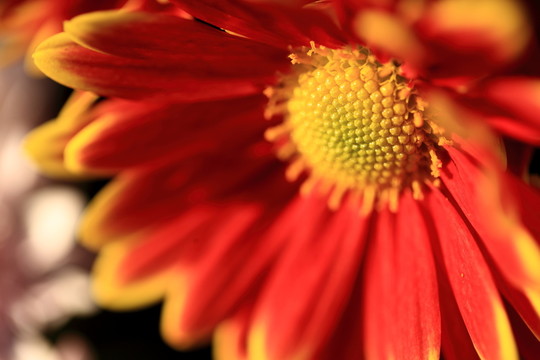菊花