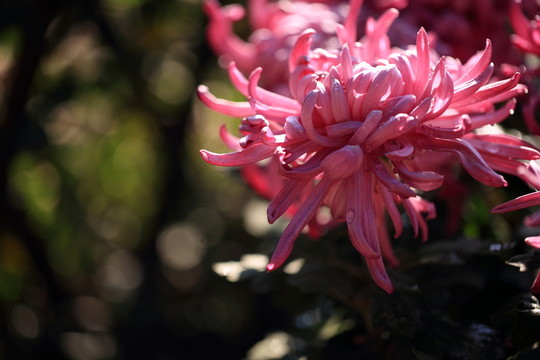 菊花