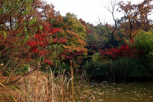 棲霞山彩色樹林