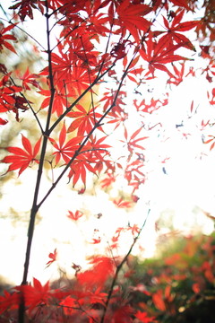 紅楓葉