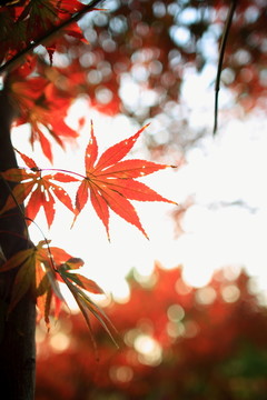 紅楓葉