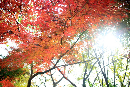 紅楓林