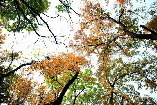 樹林