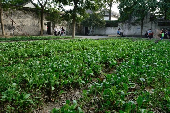 紹興魯迅故居百草園