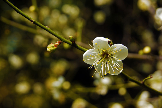 李花