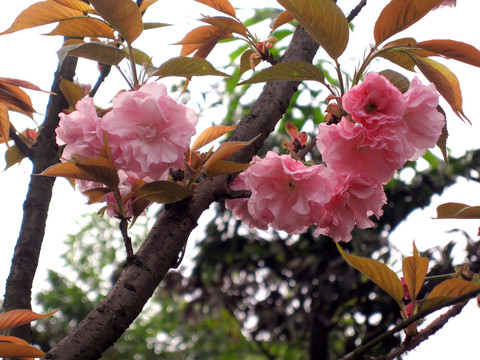 櫻花
