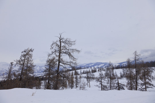 雪山森林