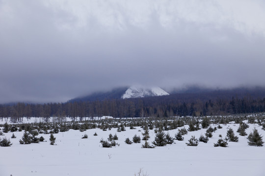 大山 森林